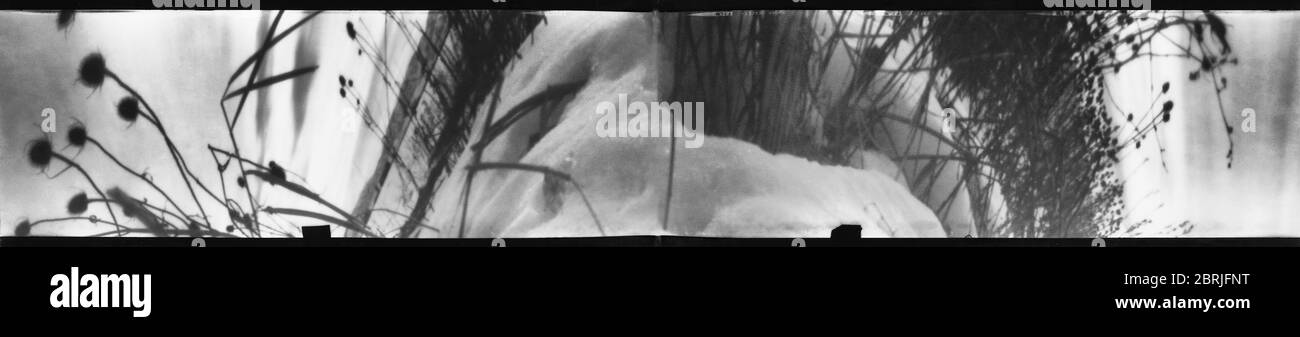Pinhole su pellicola di medio formato all'interno di gallone vernice lattina di neve e erbacce in Utah. Foto Stock