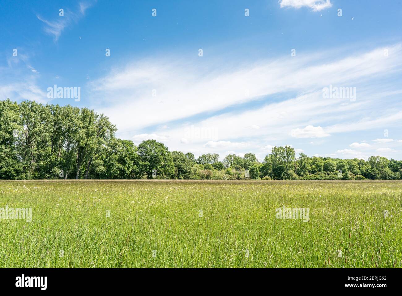 Vista sui prati vicino a Bonn con polline volanti. Una scena primaverile Foto Stock