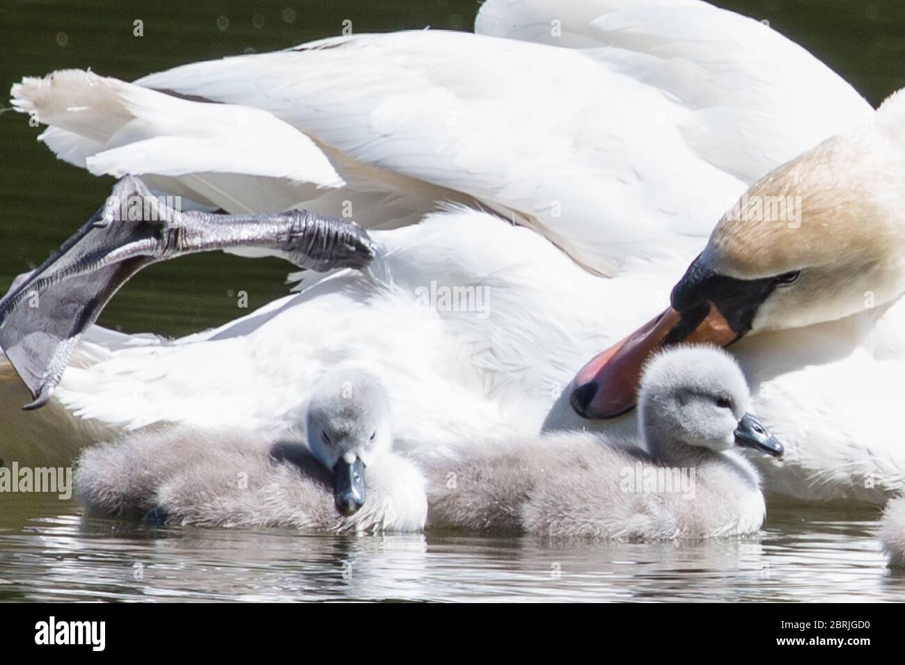 il bambino cigno con i genitori sul lago Foto Stock