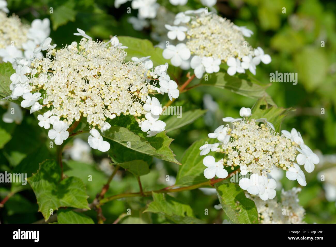 Viburno-rose - Viburnum opulus bianco fiori e foglie Foto Stock