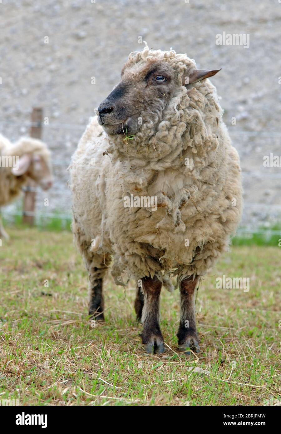 Ritratto delle pecore Foto Stock