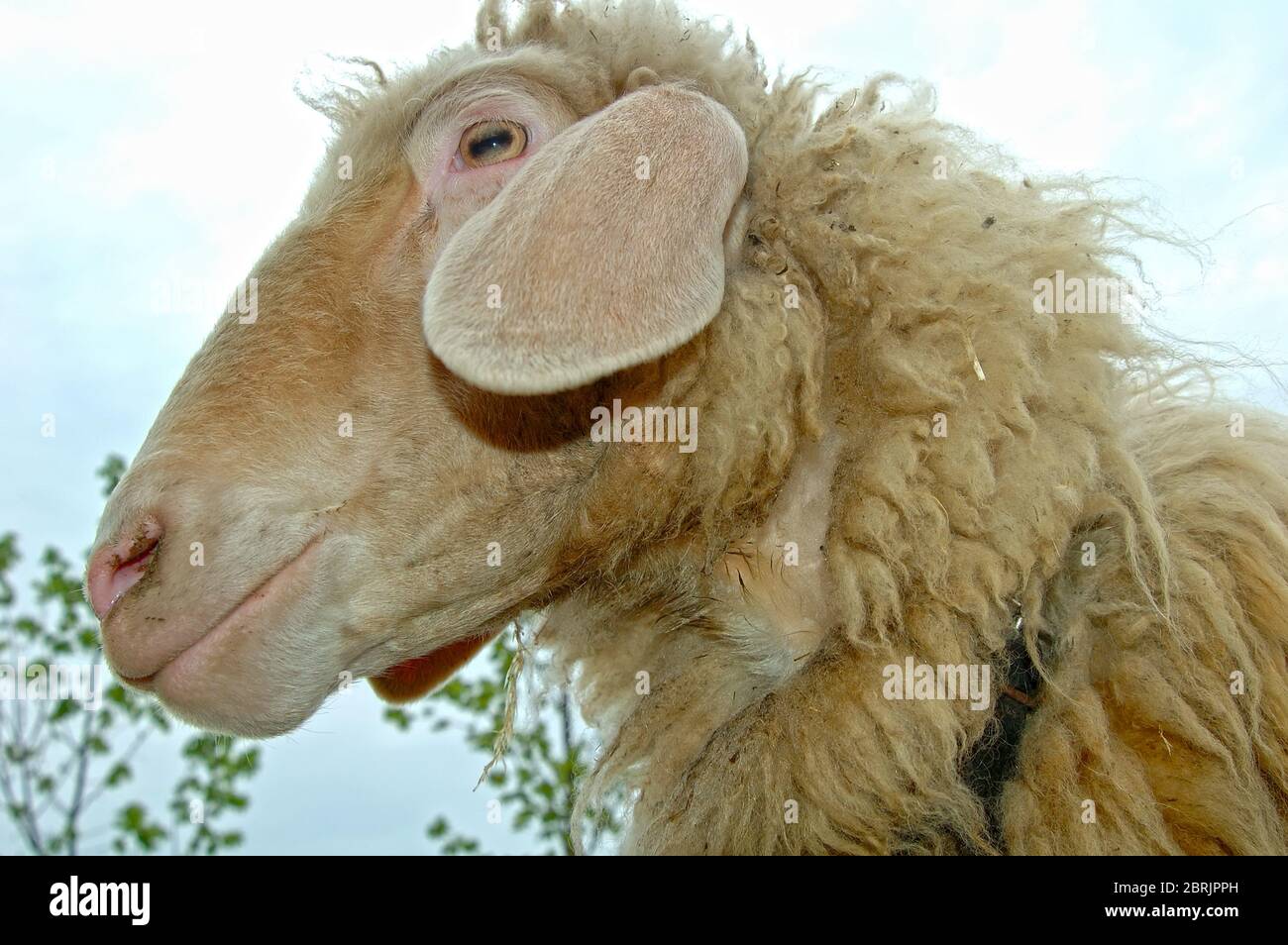 Ritratto delle pecore Foto Stock