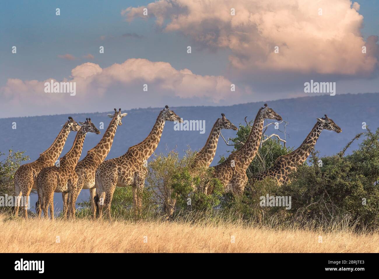 Torre di giraffe, Masai Mara Conservancy, Kenya Foto Stock