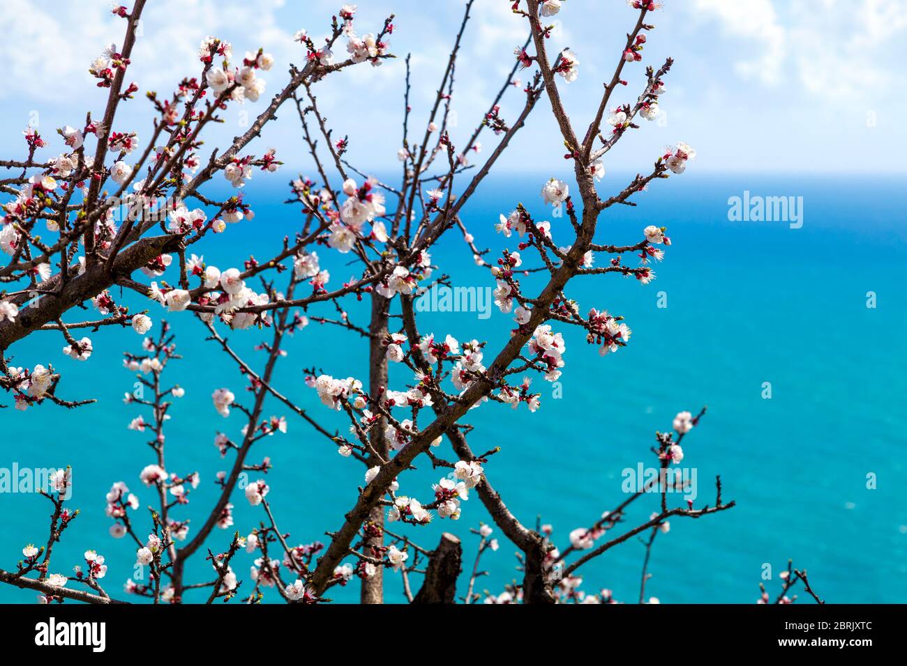 Fiori rosa con mare sullo sfondo, Praiano, Costiera Amalfitana, Italia Foto Stock