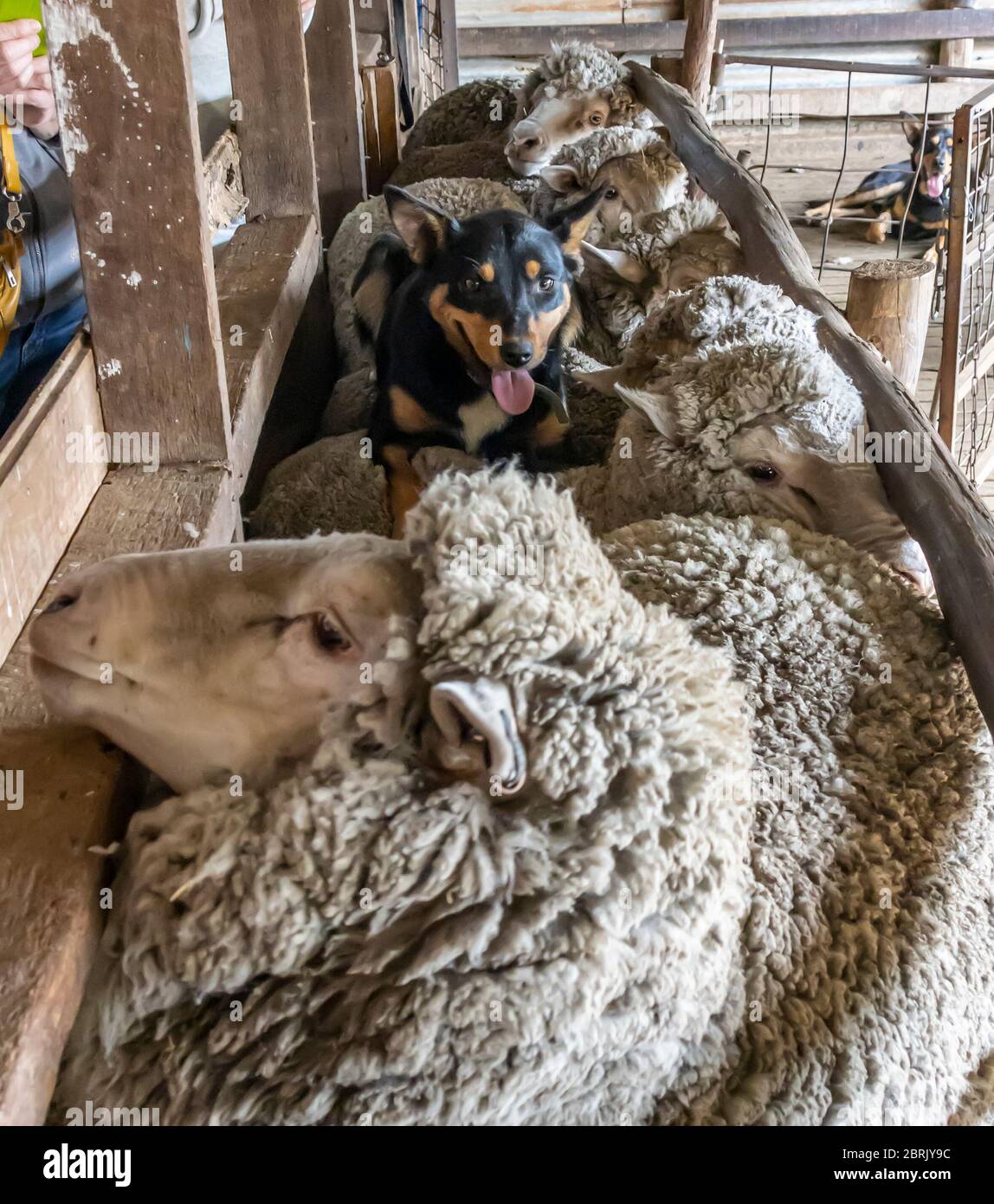 Un cane da pastore australiano che raccoglie pecore cavalcando sulle loro spalle. Foto Stock