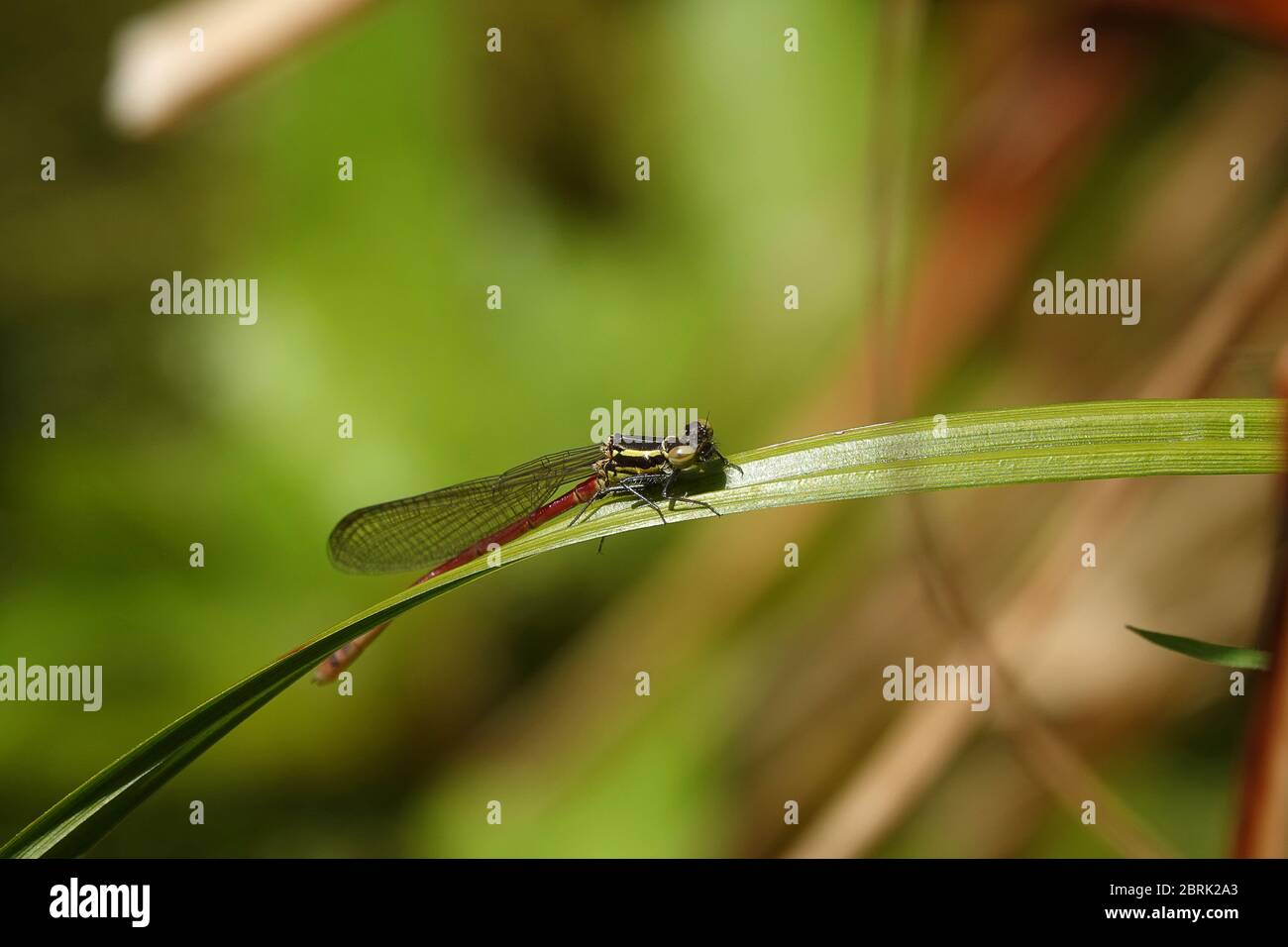 Una mosca damsel che poggia su una lama d'erba al sole Foto Stock
