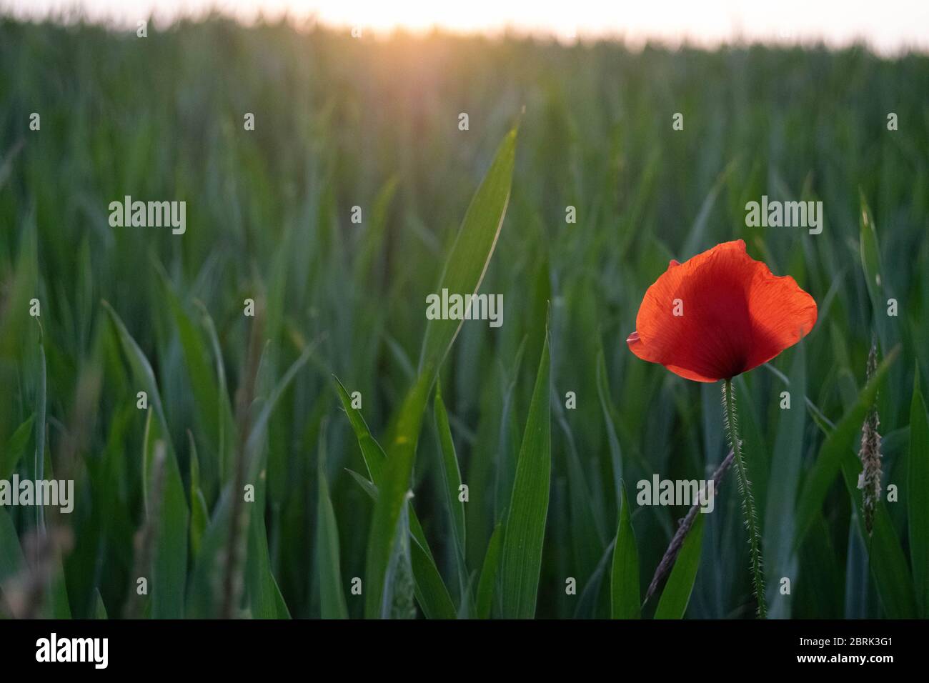 Un solo papavero rosso con il sole che splende attraverso i suoi petali, contro uno sfondo sfocato di un campo verde in una serata estiva a Norfolk, Inghilterra Foto Stock