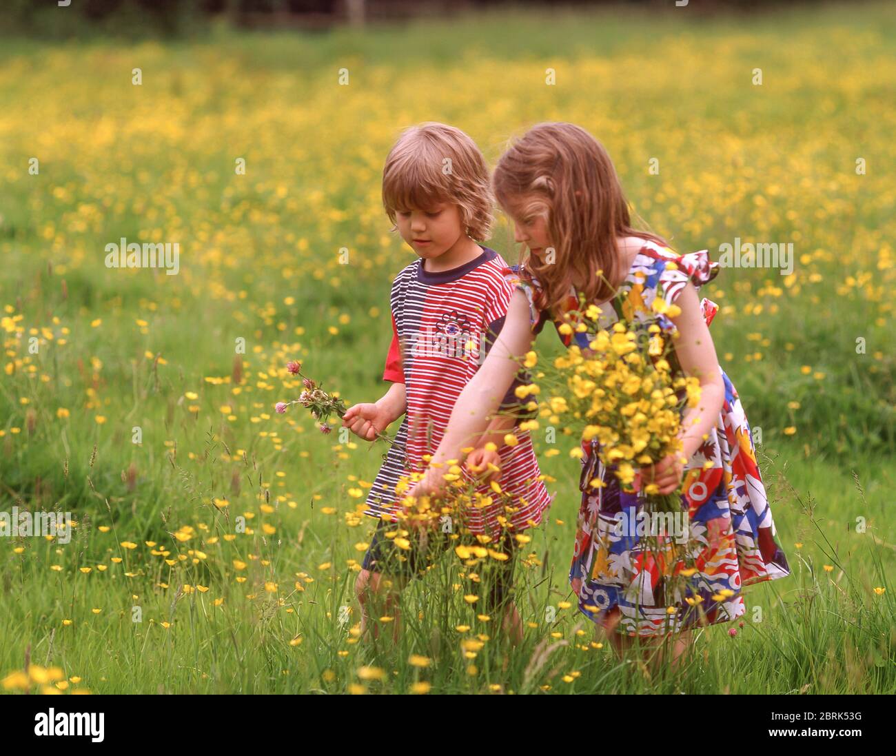Ragazze che raccolgono fiori selvatici in campo, Winkfield, Berkshire, Inghilterra, Regno Unito Foto Stock