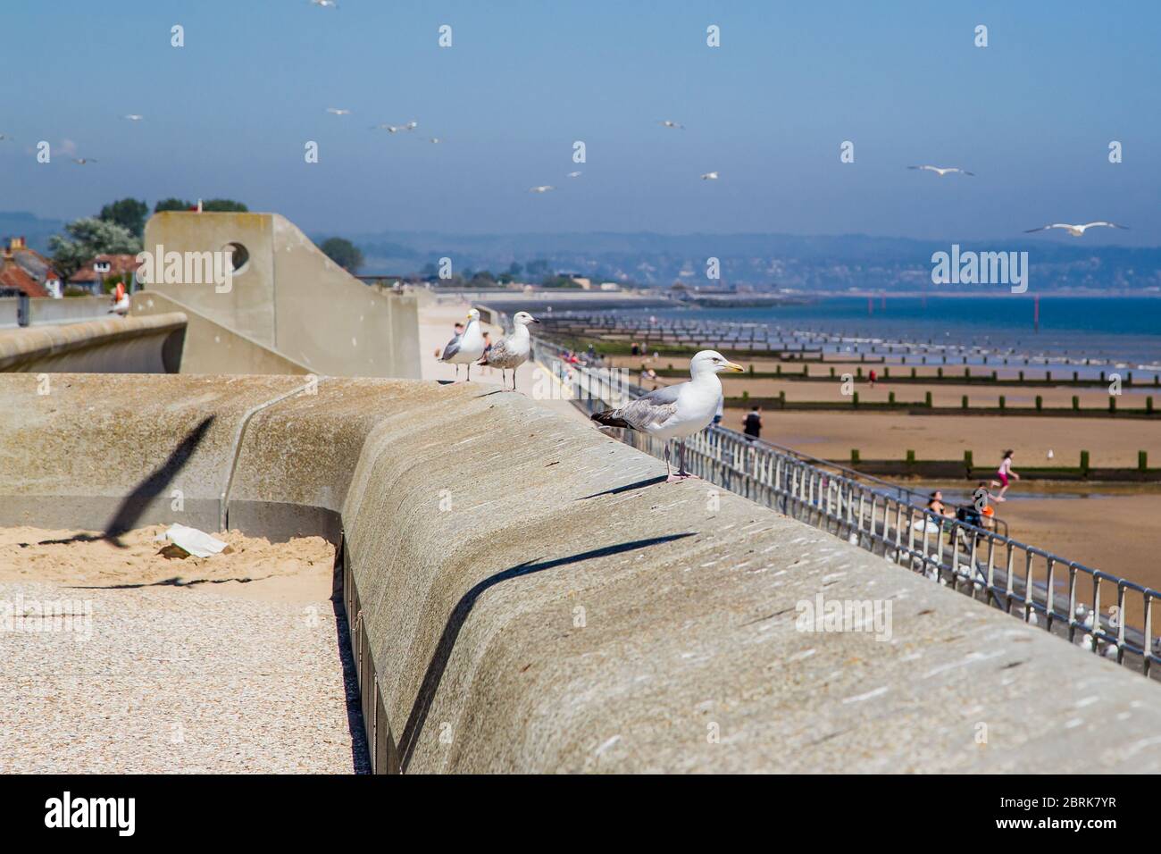 Gabbiani di aringa sulla parete di mare, e volare in aria a Dymchurch, Kent. Foto Stock