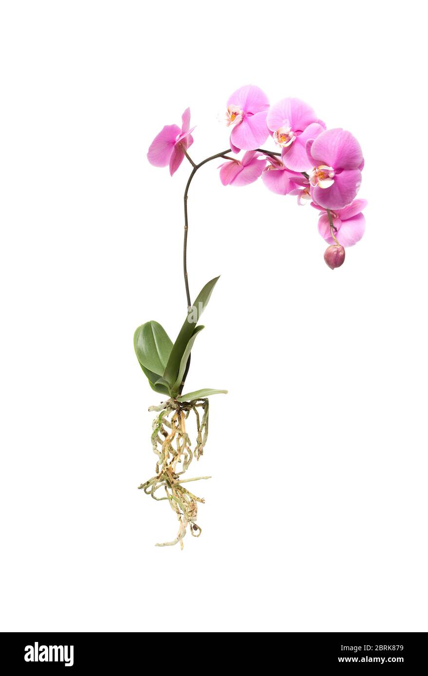 Orchidea rosa fiorente con radici su fondo bianco isolato Foto Stock