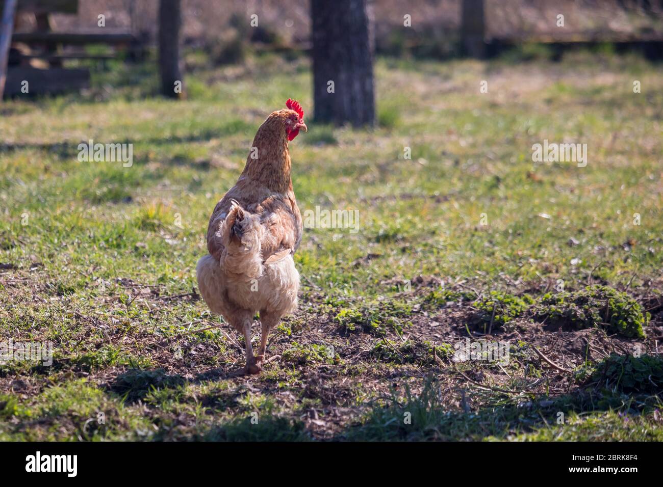 gallina marrone chiaro con un pettine rosso in giardino - vista posteriore Foto Stock