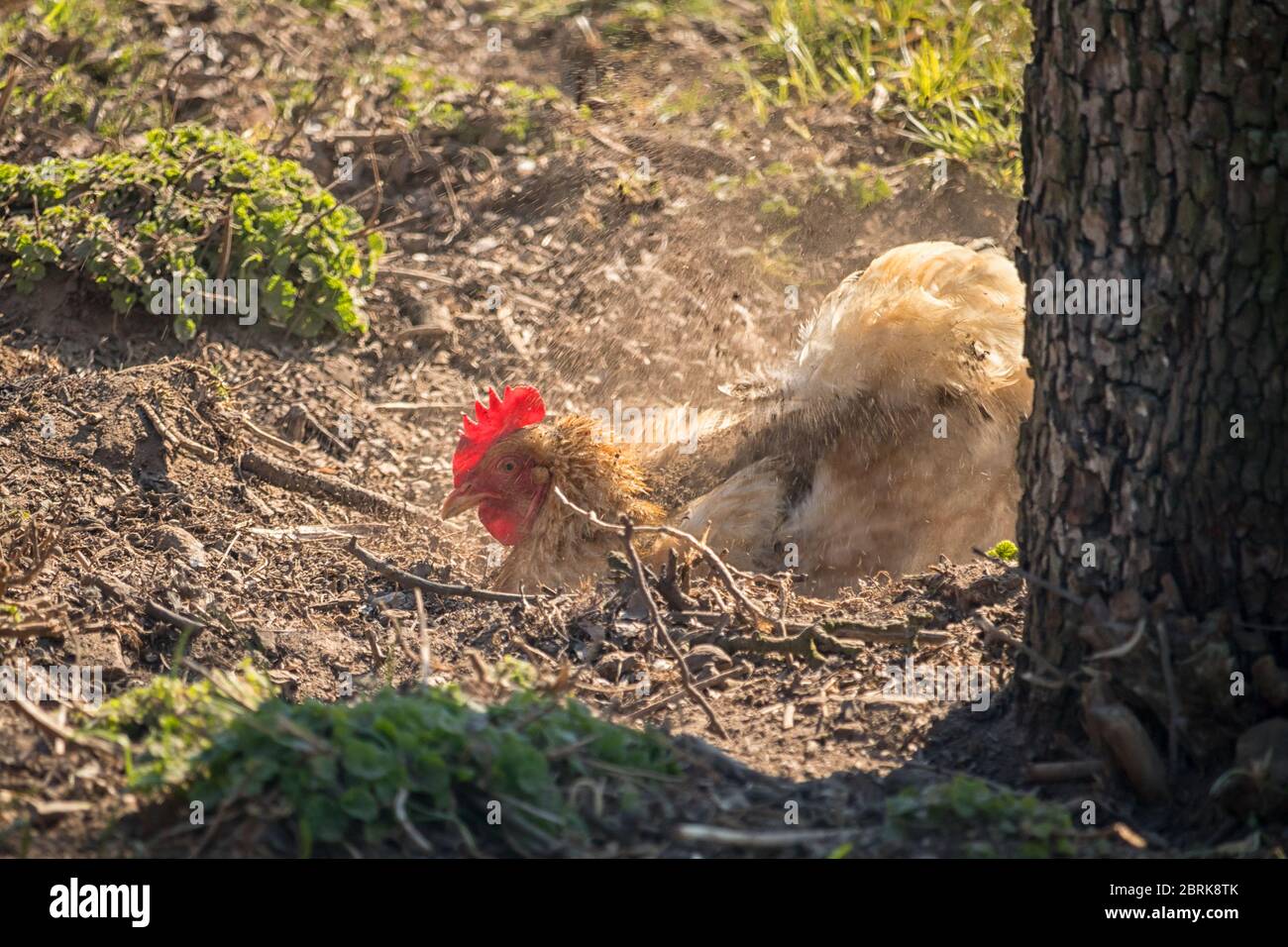 gallina marrone chiaro con un pettine rosso in giardino - bagno di polvere Foto Stock