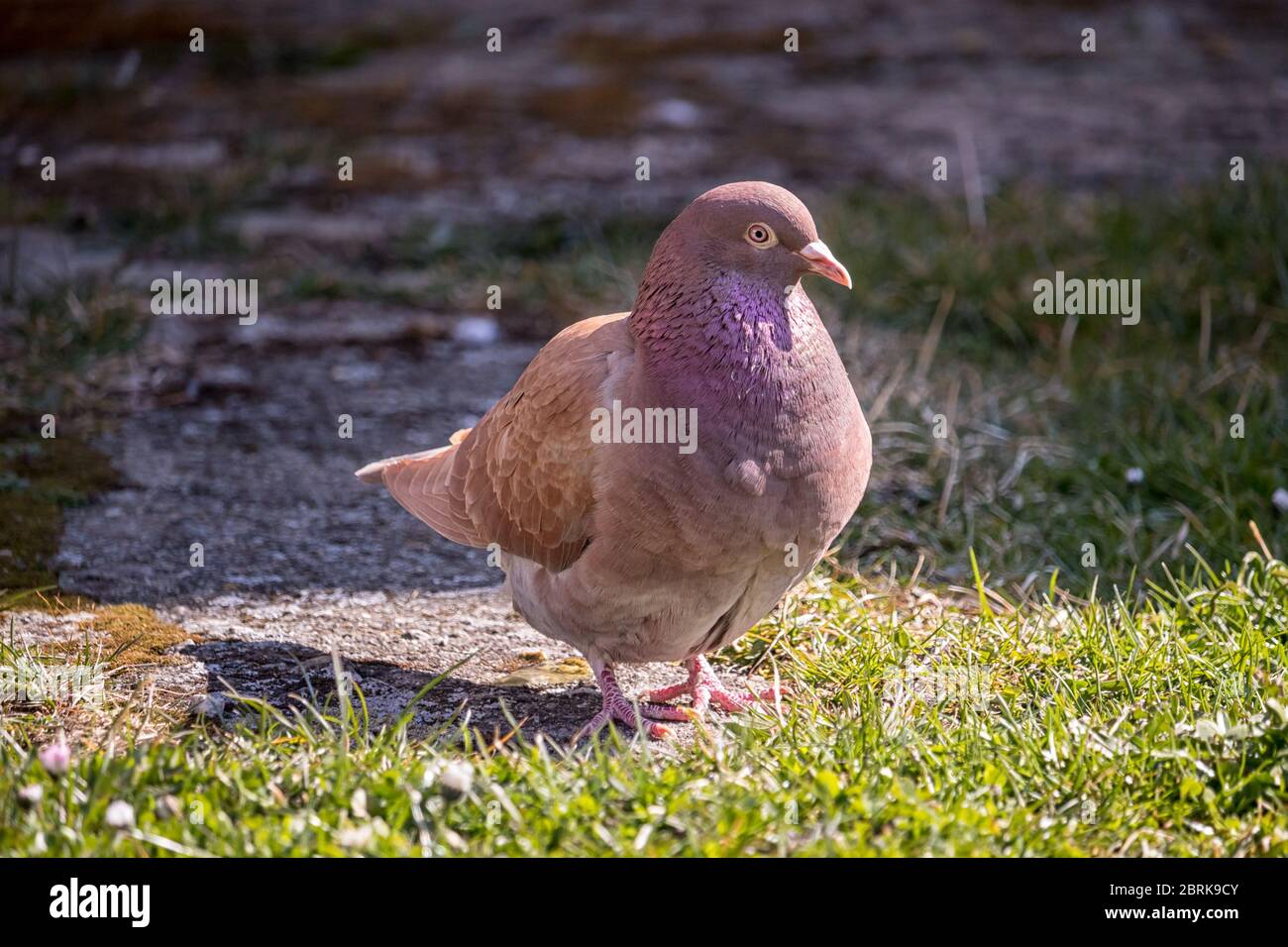 il piccione giovane si erge sull'erba Foto Stock