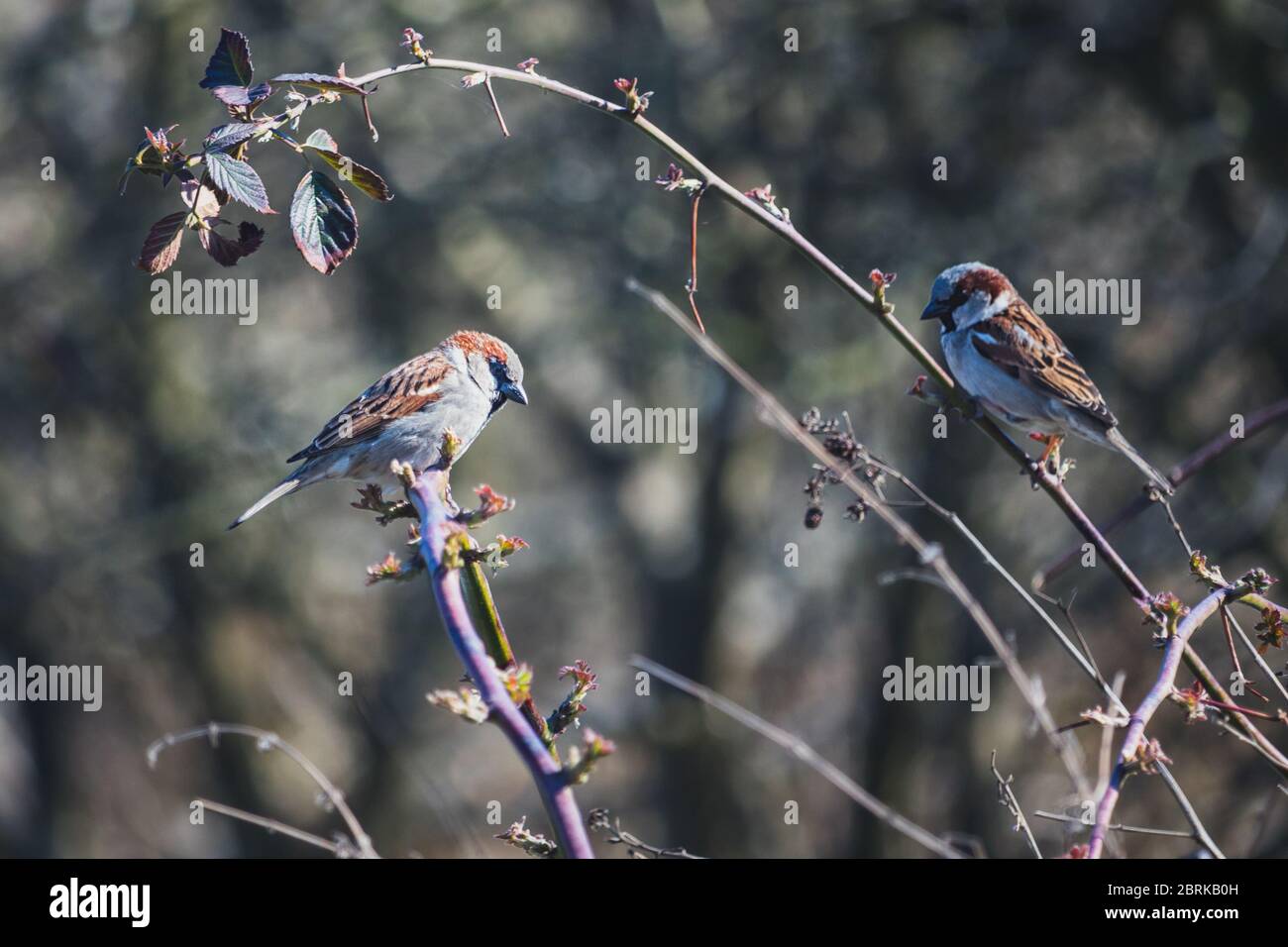 uccelli - due passeri su un cespuglio Foto Stock