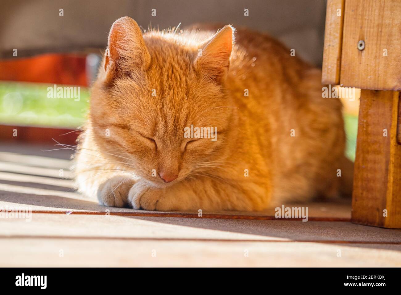 gatto rosso che dorme in una giornata di sole sulla terrazza all'aperto Foto Stock