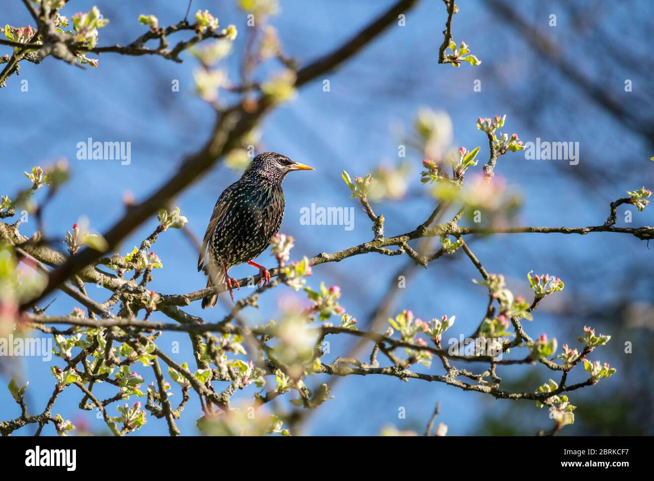 uccello su un albero - starling seduto su un ramo di un albero di mela fiorente Foto Stock