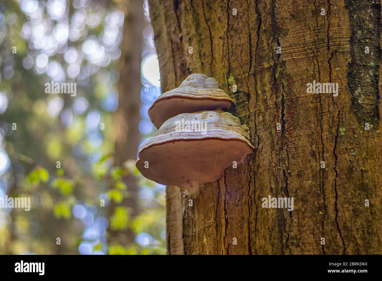 Poliboro - fungo su un tronco di albero, nella foresta, vista ravvicinata Foto Stock