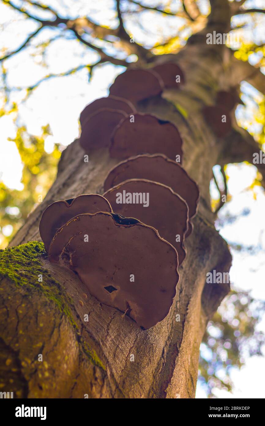 Poliboro - fungo su un tronco di albero, nella foresta, vista ravvicinata Foto Stock