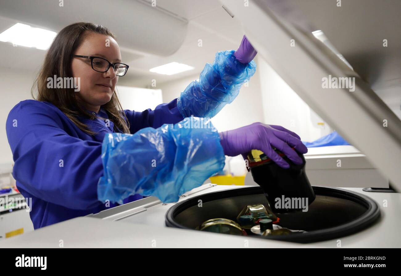FRANCESCA Nice, PHD Research associate, prepara i campioni di sangue di pazienti con coronavirus per l'analisi nell'ambito dello studio TACTIC-R, presso il Blood Processing Lab dell'Istituto di Immunologia terapeutica e di malattie infettive di Cambridge. Foto Stock