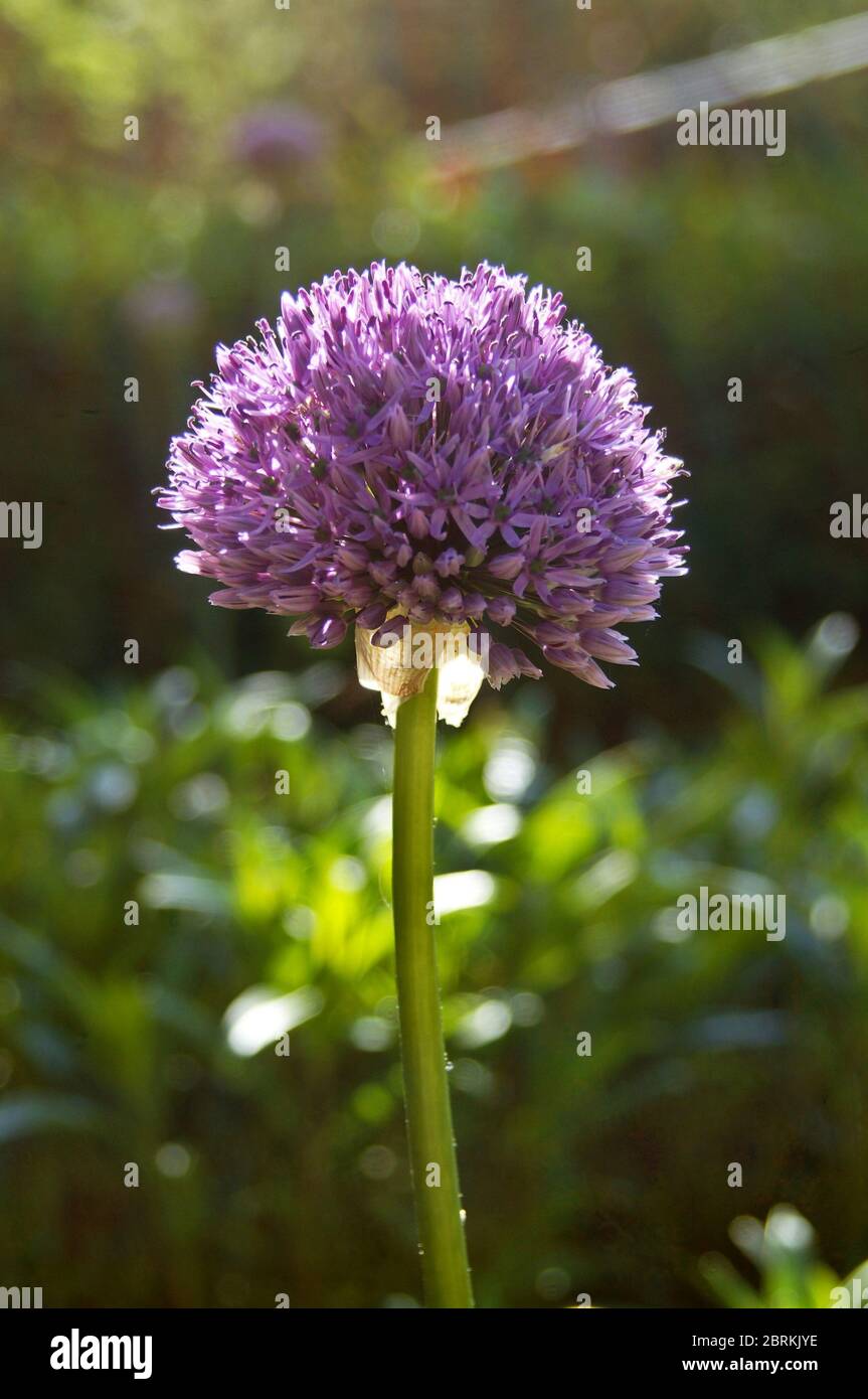 Primo piano del fiore viola retroilluminato Allium 'Allium atropurpurpureum' retroilluminato dal sole Foto Stock