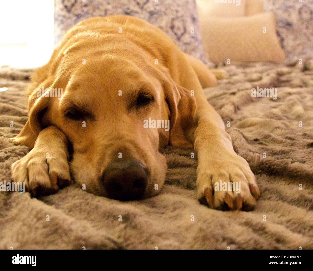 Sleepy, Lazy giallo Lab Foto Stock