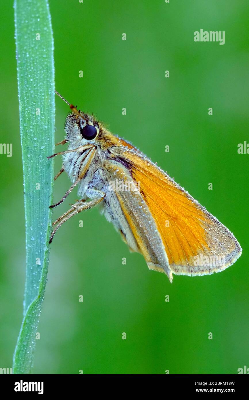 Schwarzkolbiger Braundickopffalter, Thymelicus lineola, Klasse Insekten (Insecta), Ordnung Schmetterlinge (Lepidoptera), Familie Dickkopffalter (Hesp Foto Stock