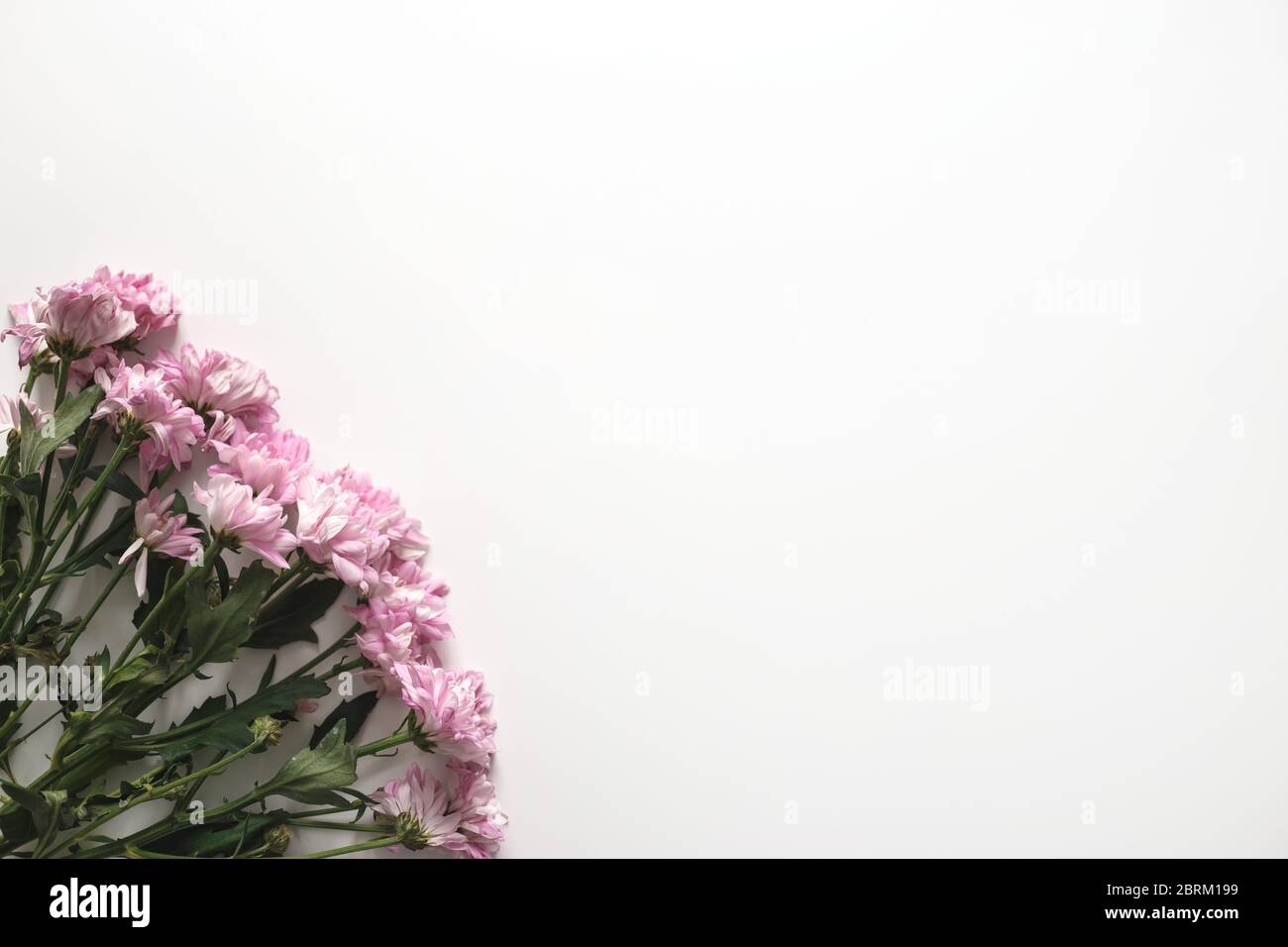 Rosa oro-margherita fiori isolati su sfondo bianco con spazio per la copia Foto Stock