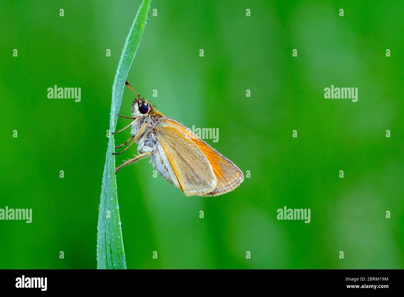 Schwarzkolbiger Braundickopffalter, Thymelicus lineola, Klasse Insekten (Insecta), Ordnung Schmetterlinge (Lepidoptera), Familie Dickkopffalter (Hesp Foto Stock