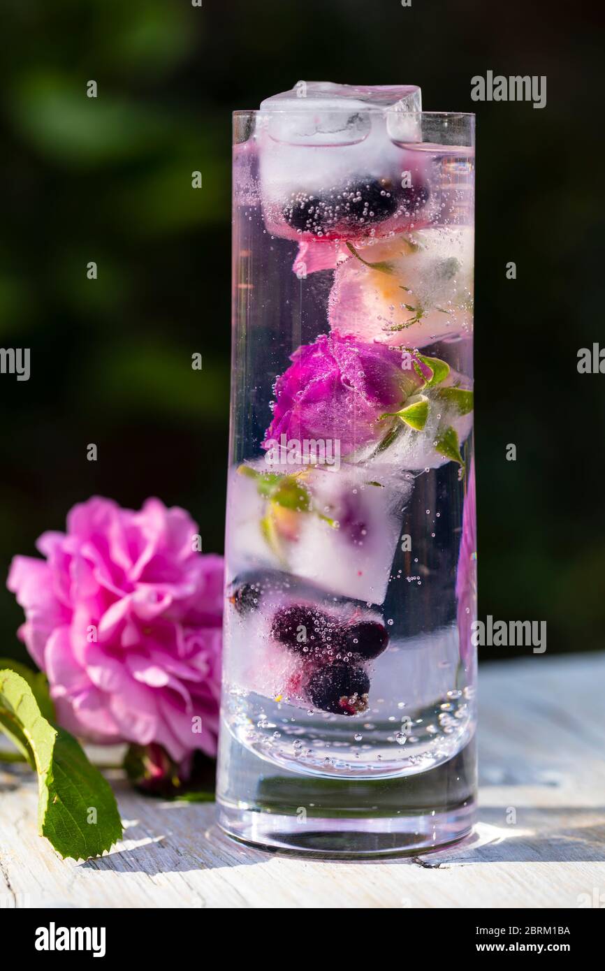 Gin e tonico infusi di rosa in vetro highball Foto Stock