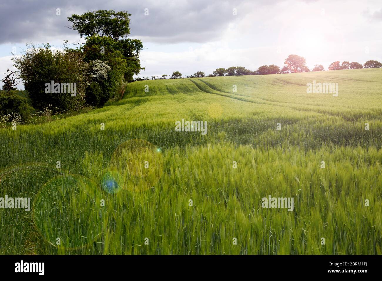 Campagna rurale inglese paesaggio di campo di segale durante la giornata di sole con la leucina. Concetto di raccolta REACH, giornata tranquilla, bel luogo rurale per essere fuori, a piedi nel silenzio Foto Stock