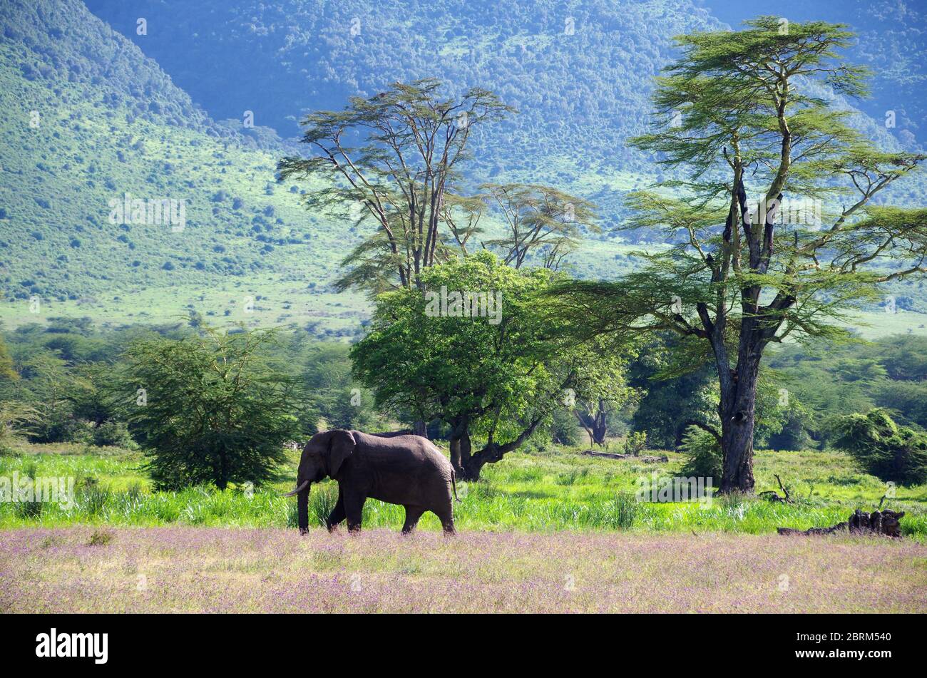 Paesaggio nel cratere di Ngorongoro in Tanzania Foto Stock