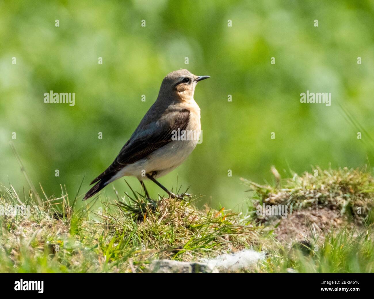 Femmina del Wheatear settentrionale, (Oenanthe enanthe) su una riva d'erba nella Valle di Tarras, Dumfries & Galloway, Scozia. Foto Stock