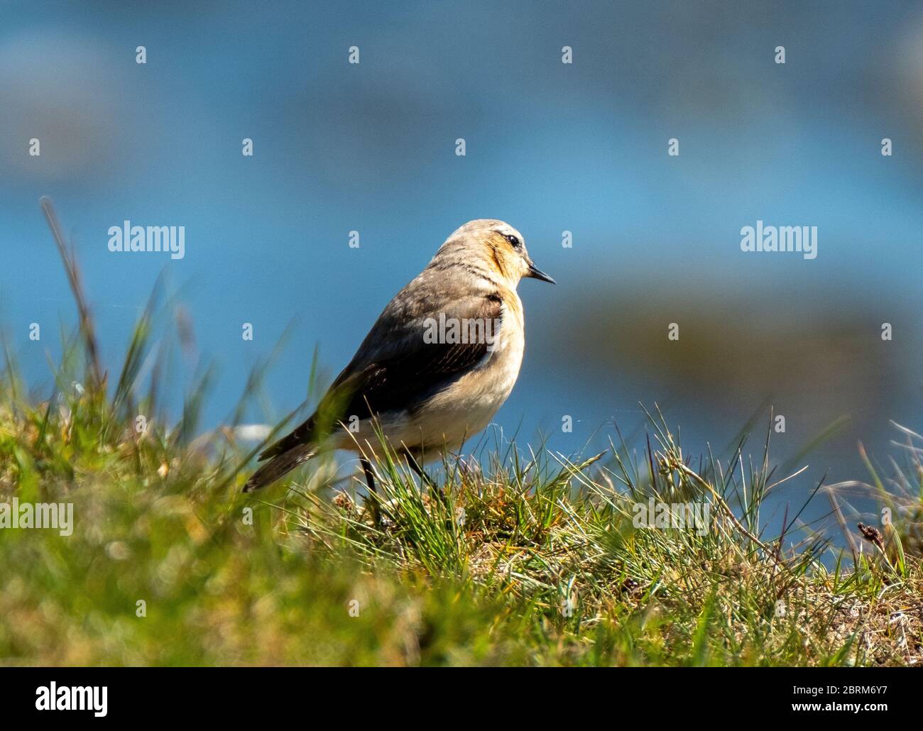 Femmina del Wheatear settentrionale, (Oenanthe enanthe) su una riva d'erba nella Valle di Tarras, Dumfries & Galloway, Scozia. Foto Stock