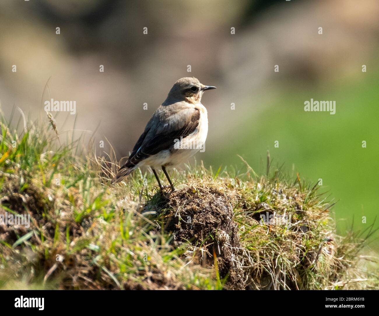Femmina del Wheatear settentrionale, (Oenanthe enanthe) su una riva d'erba nella Valle di Tarras, Dumfries & Galloway, Scozia. Foto Stock
