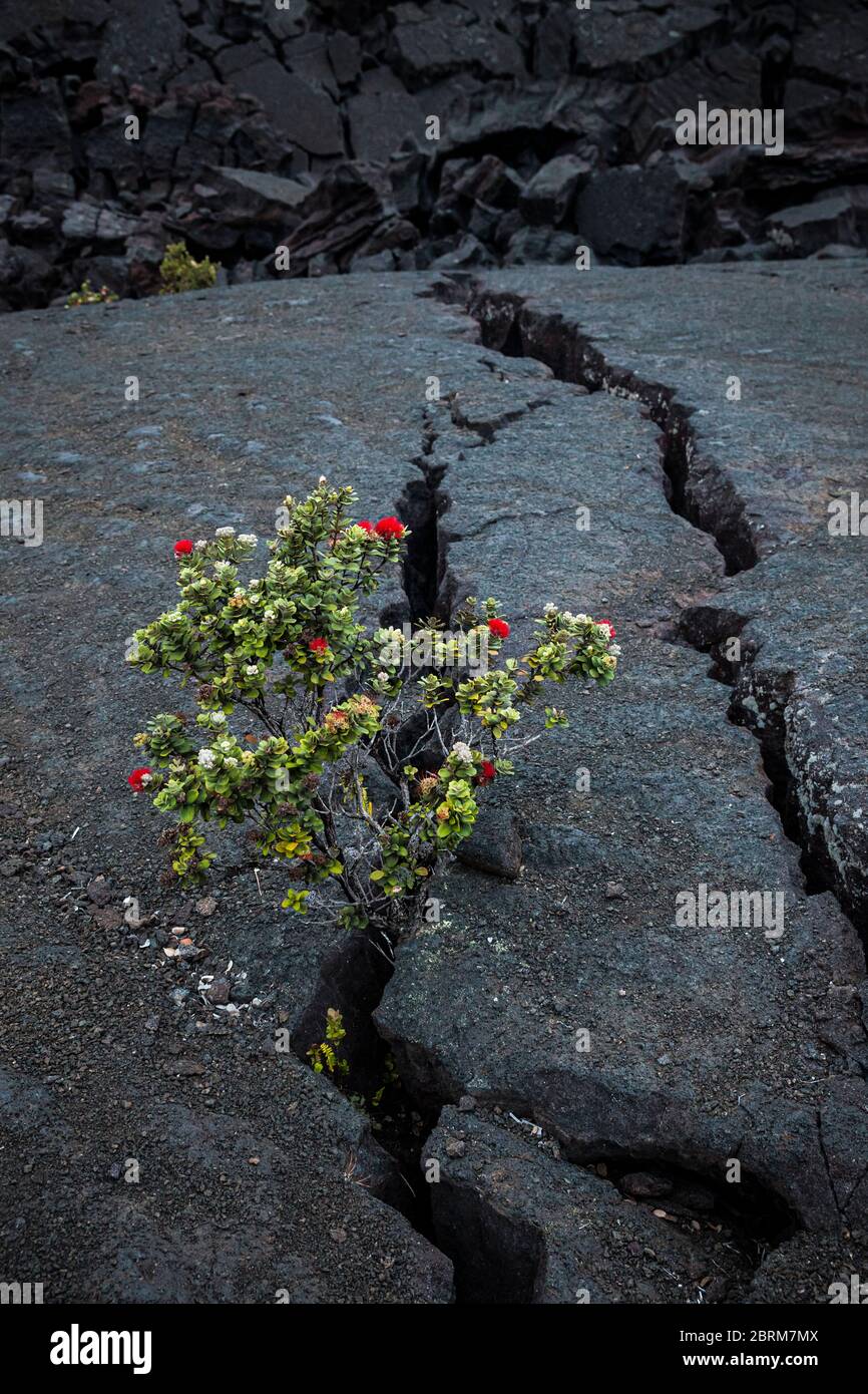Un albero Ohi'a che cresce da una crepa nel pavimento di lava del cratere Kilauea Iki, Hawaii Volcanoes National Park, Hawai'i, USA Foto Stock
