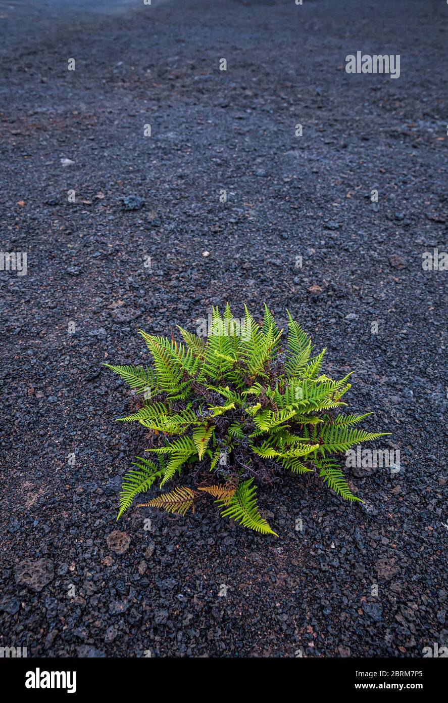 Una pianta di felce che cresce sul pavimento di lava del cratere Kilauea Iki nel Parco Nazionale dei Vulcani delle Hawaii, Hawai'i, Hawaii, USA. Foto Stock