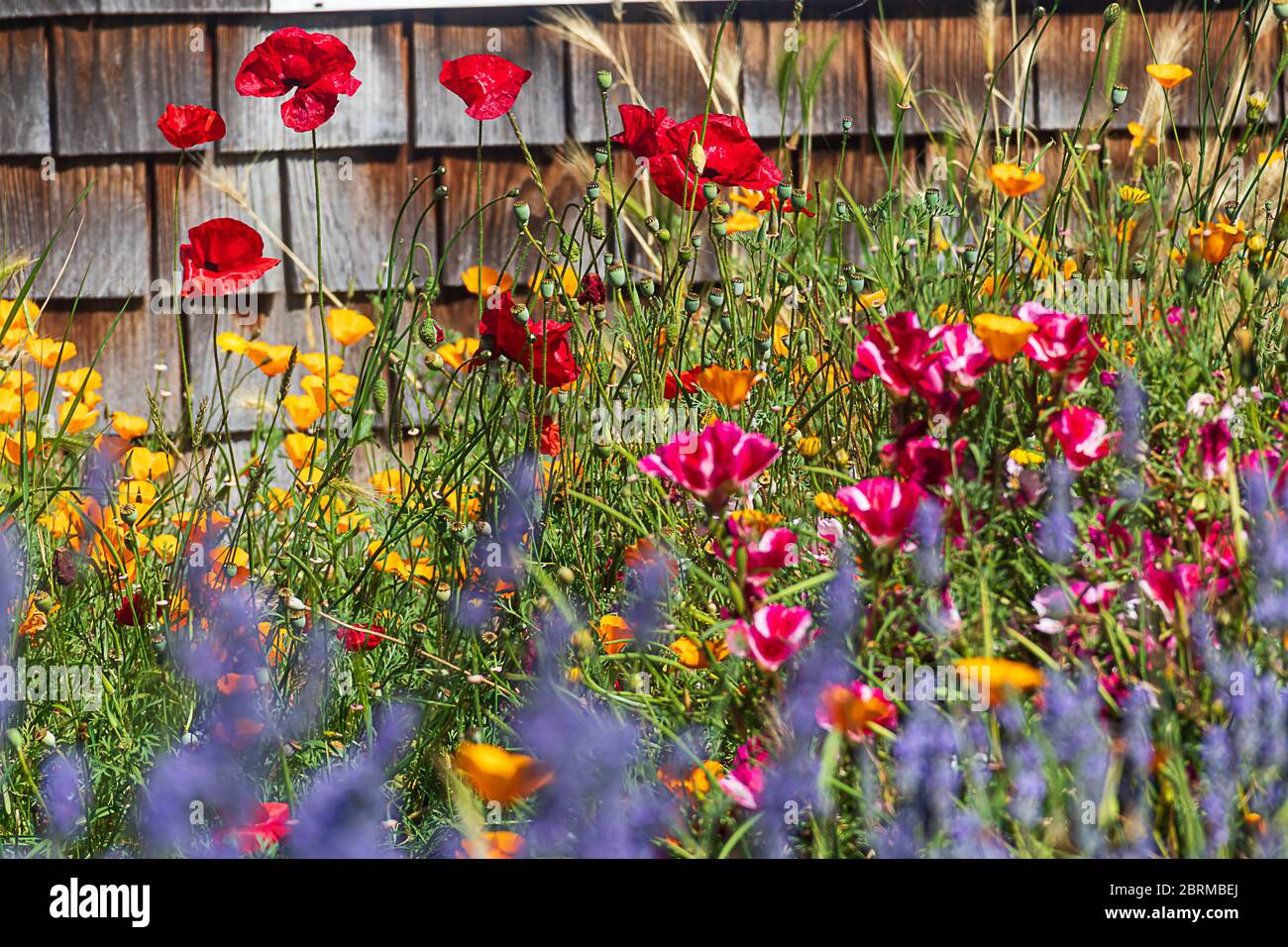 papaveri orientali rossi, papaveri californiani arancioni, clarkia hot pin e lavanda viola al sole Foto Stock