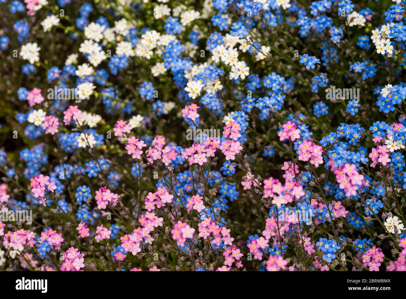 Montagna o Alpine Forget-Me-Not, Myosotis alpestris in rosa, blu e bianco. Foto Stock