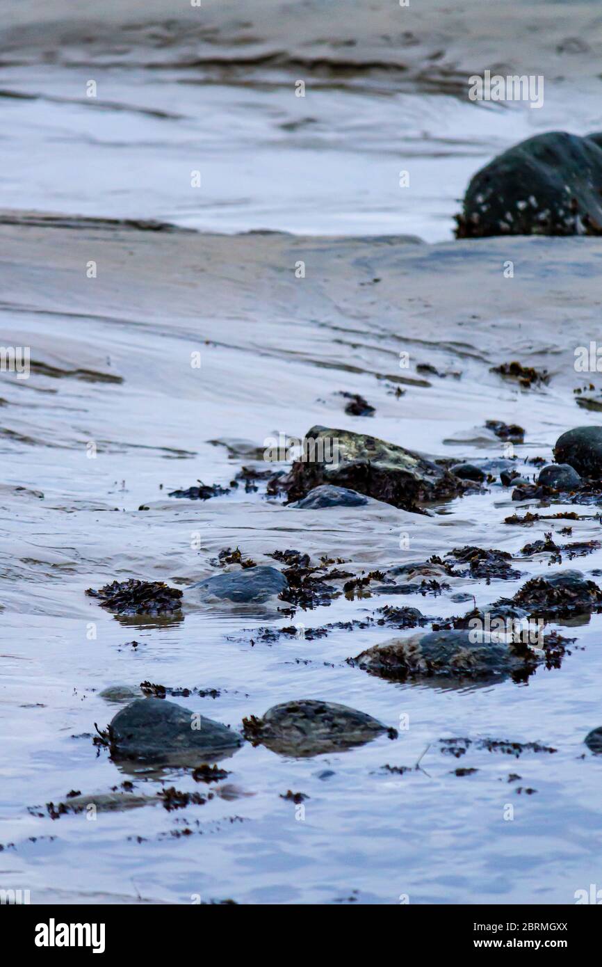 alghe e rocce ricoperte di mullusk nella piscina marea in riva al mare Foto Stock