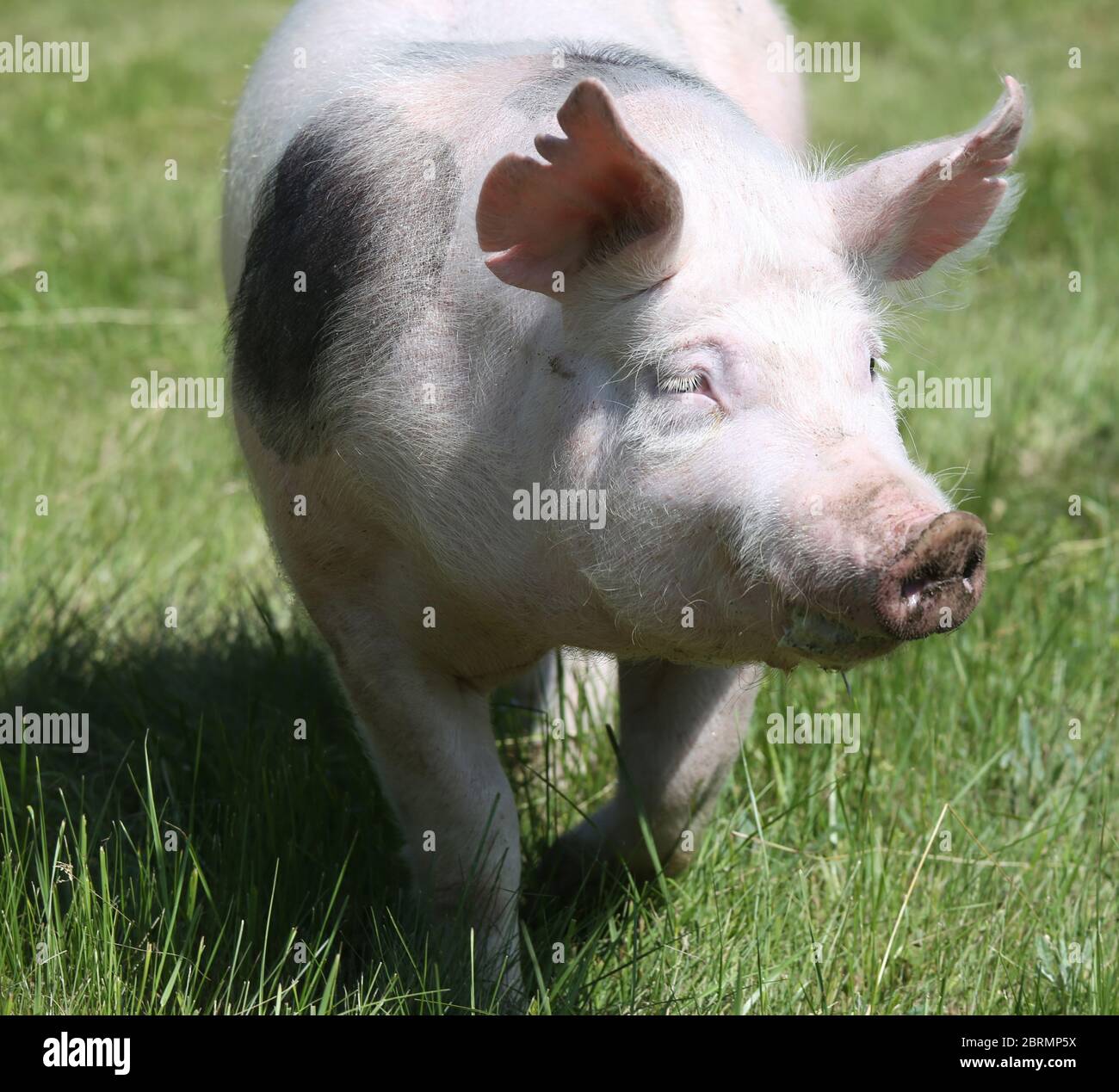 Foto di un piccolo maiale all'aperto con un primo colpo di testa Foto Stock