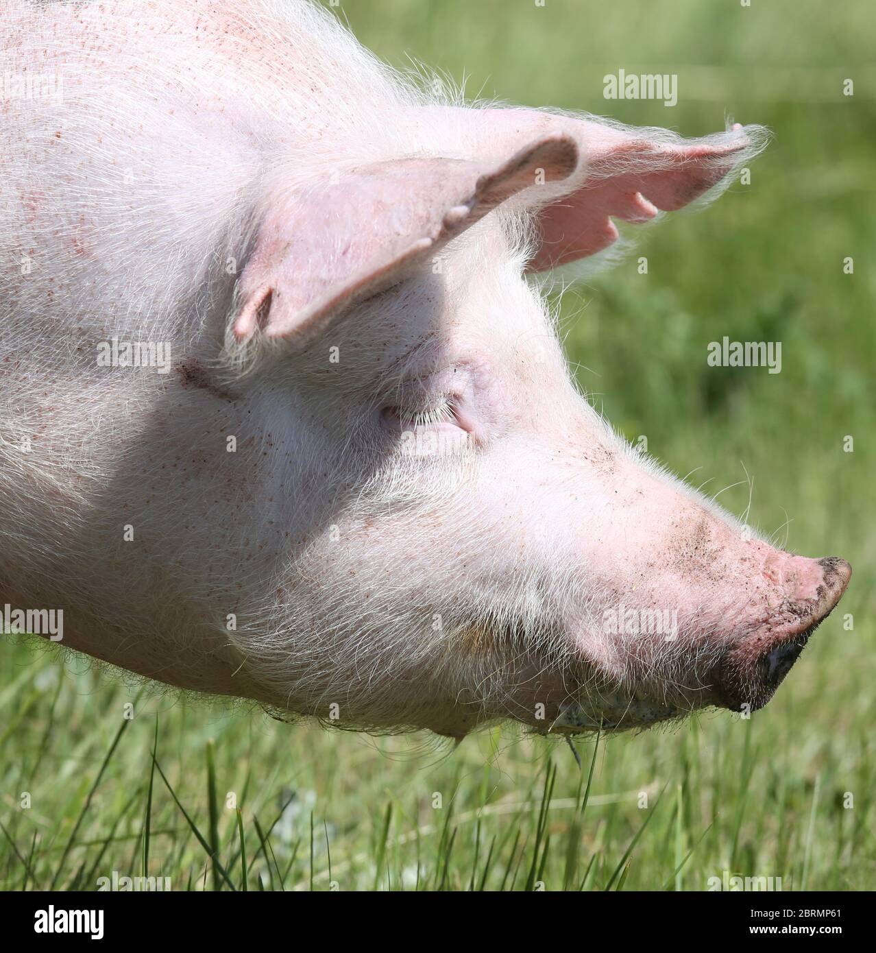 Foto di un piccolo maiale all'aperto con un primo colpo di testa Foto Stock