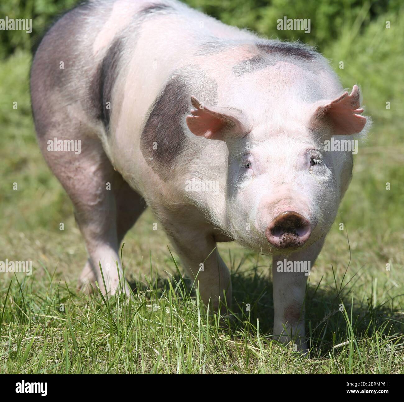 Ritratto di un maiale su sfondo verde naturale all'aperto Foto Stock