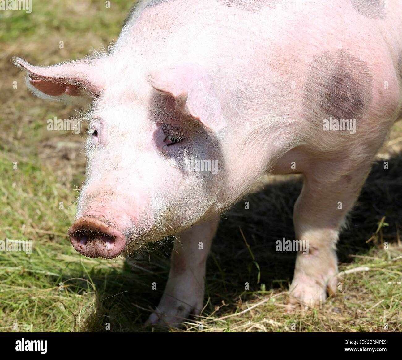 Ritratto di un maiale su sfondo verde naturale all'aperto Foto Stock