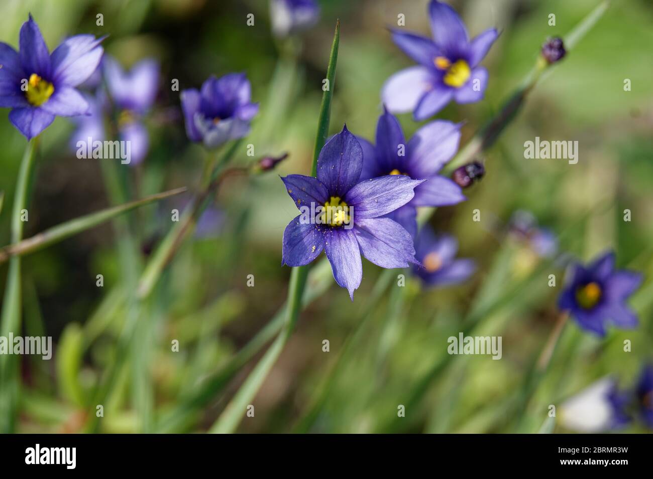 Sisyrinchium angustifolium comunemente noto come erba a foglia stretta dagli occhi blu Foto Stock