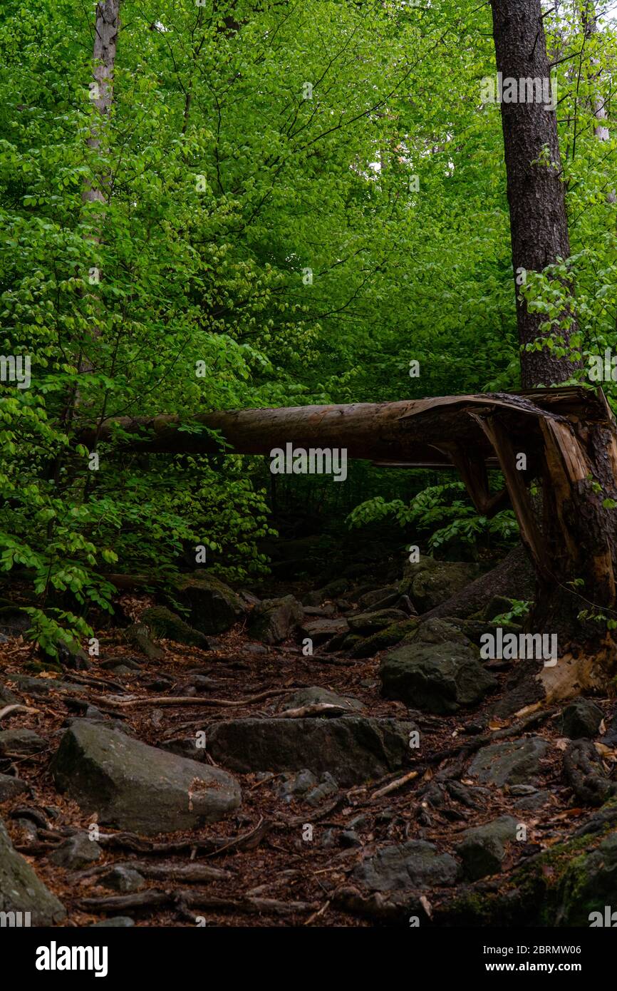 Fotografia di un albero caduto che blocca il sentiero in montagna. Foto Stock