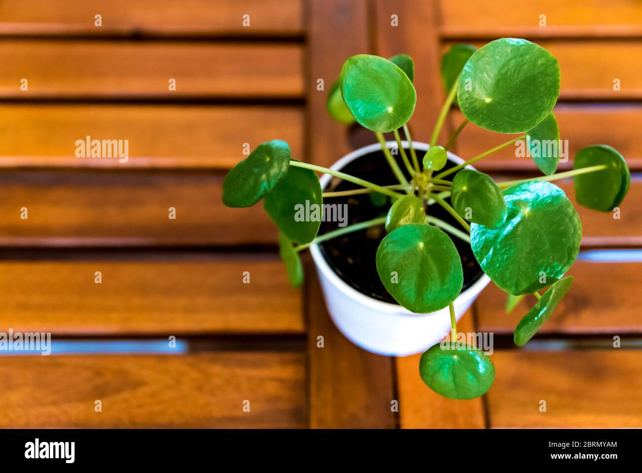 Pilea Peperomioides, conosciuta come Pilea o la centrale cinese. Piante verdi di casa nel piatto. Concetto di giungla urbana, piante crescenti a casa Foto Stock