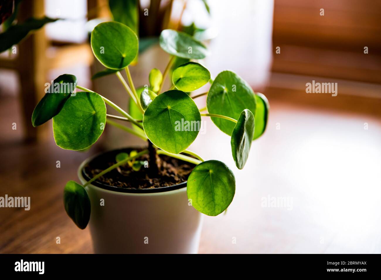 Pilea Peperomioides, conosciuta come Pilea o la centrale cinese. Piante verdi di casa nel piatto. Concetto di giungla urbana, piante crescenti a casa Foto Stock