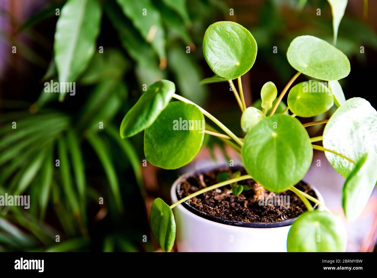 Pilea Peperomioides, conosciuta come Pilea o la centrale cinese. Piante verdi di casa nel piatto. Concetto di giungla urbana, piante crescenti a casa Foto Stock