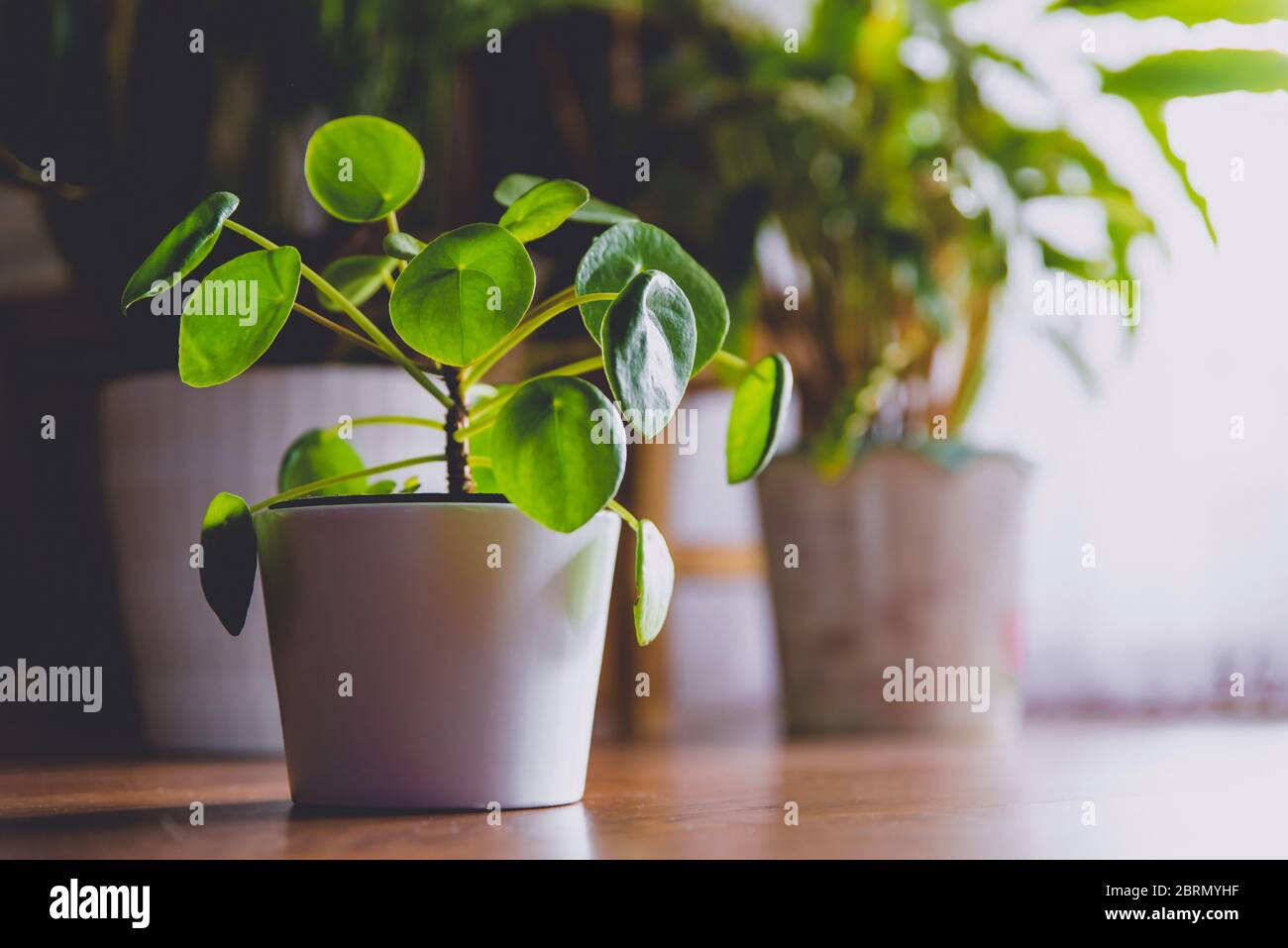 Pilea Peperomioides, conosciuta come Pilea o la centrale cinese. Piante verdi di casa nel piatto. Concetto di giungla urbana, piante crescenti a casa Foto Stock