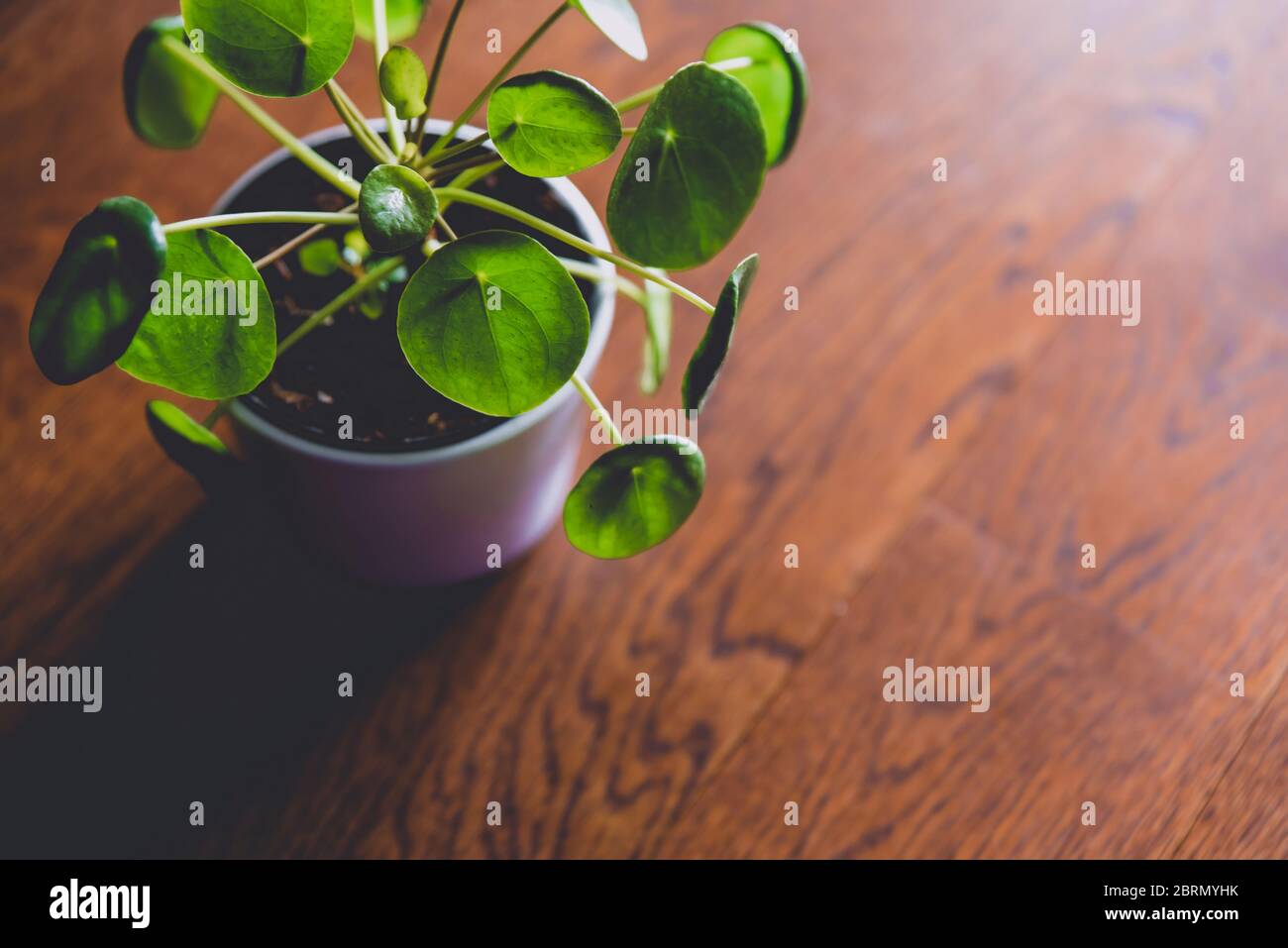 Pilea Peperomioides, conosciuta come Pilea o la centrale cinese. Piante verdi di casa nel piatto. Concetto di giungla urbana, piante crescenti a casa Foto Stock